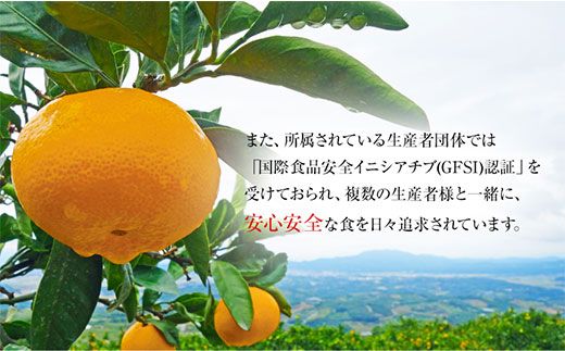 ご家庭用『菅本果実園』のご家庭用みかん★約5kg(2S-2Lサイズ)  フルーツ 秋 旬【日付指定不可】★熊本県玉名郡玉東町 全国にファン多数！エコファーマー菅本さんのみかん♪『菅本果実園』ちょこっと訳あり《11月中旬-12月末頃出荷》---sg_wsugamikan_bc11_25_7000_5kg---