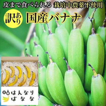 【訳あり】国産バナナ 1kg 皮まで食べられる 『京都はんなりばなな』《栽培期間中農薬不使用 京都初 亀岡産 希少 規格外》 ※離島への配送不可