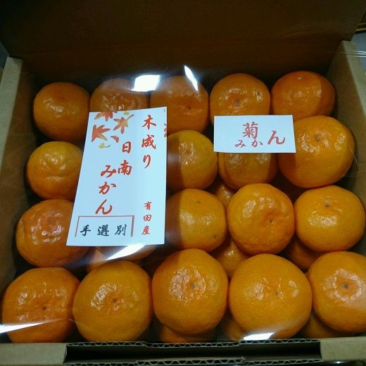 有田みかん  秀品 5kg　木成り完熟【贈答用】大ちゃんの畑農園  	CA10