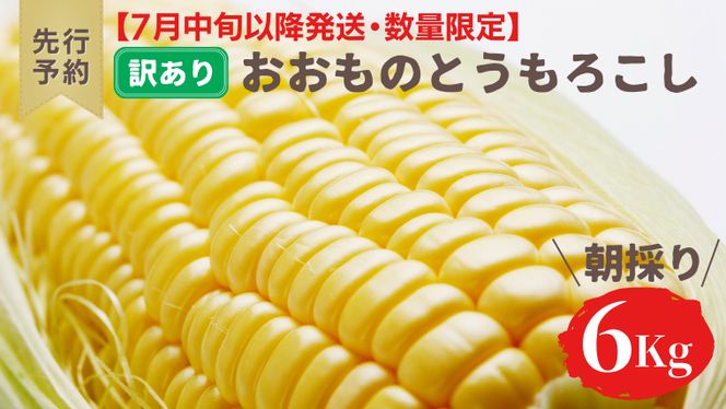 【 先行予約 7月中旬 以降発送】【 訳あり 】【 令和6年産 】 八千代町産 農家直送 朝採り とうもろこし おおもの 6kg トウモロコシ スイートコーン 産地直送 規格外 不揃い 傷 [AX031ya]