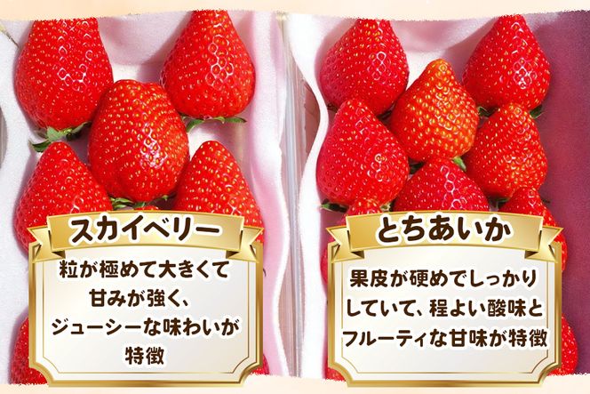 大粒スカイベリー＆新品種とちあいか 食べ比べセット《12月より順次出荷》｜いちご 苺 イチゴ フルーツ 果物 産地直送 [0563]