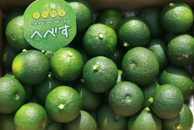 【期間限定発送】 へべす ひなたGAP認定 ふぞろい 2kg [へべすの悠美園 宮崎県 日向市 452060725] ヘベス 宮崎 果物 フルーツ くだもの 柑橘 ポン酢 調味料 果汁