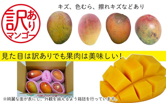 訳あり品【2024年発送】沖縄市　完熟マンゴー　約2kg