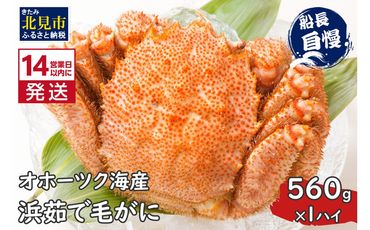 《14営業日以内に発送》オホーツク海産 浜茹で毛がに 560g×1パイ 冷凍 ( かに カニ 毛ガニ 魚介類 蟹 )【114-0024-2024】