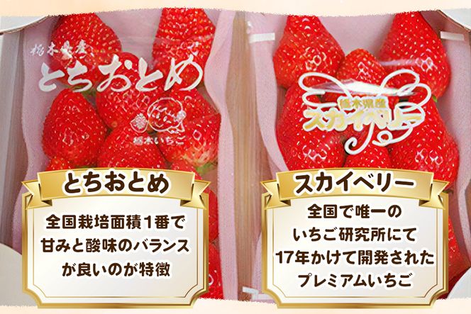 スカイベリー×とちおとめ 食べ比べセット《12月中旬より順次発送》｜いちご 苺 フルーツ 果物 産地直送 [0560]