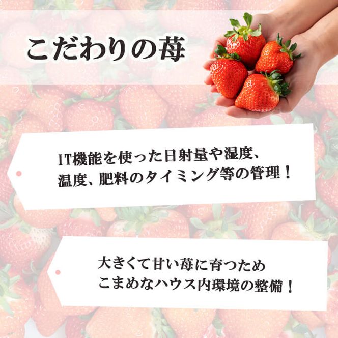 〈先行予約受付中！〉【数量限定】鹿児島県産朝採れイチゴ「恋みのり」約1080g(約270g×4パック) a3-209