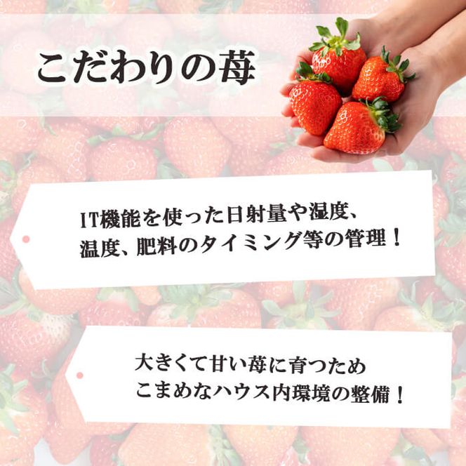 【数量限定】鹿児島県産朝採れイチゴ「恋みのり」約1080g(約270g×4パック) a3-209