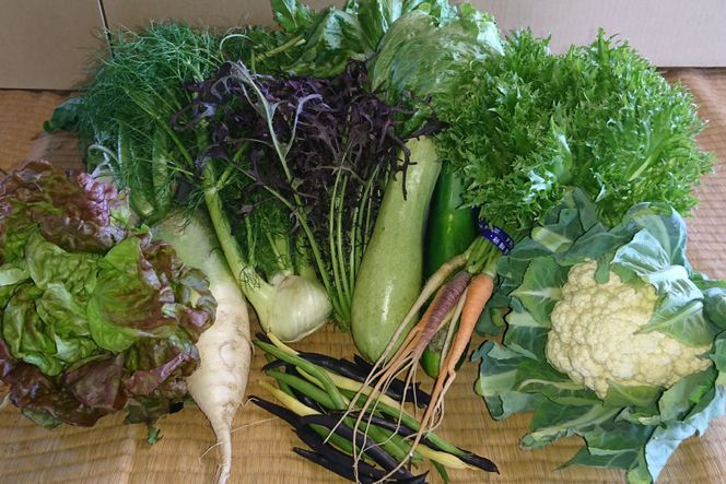 【期間限定発送】野菜 10種類 セット [桑高農園 静岡県 吉田町 22424127] 野菜 やさい 新鮮 旬 季節の野菜 セット 10種 美味しい