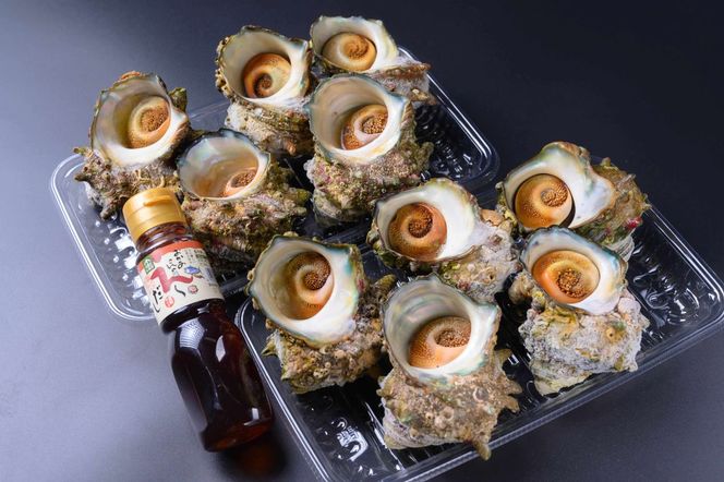 BBQに最適！　天然サザエ　ボイル済み　1.6K　大サイズ（10～15個）　※万能ダシ付き　UO00074