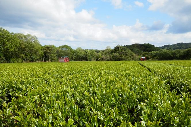 京たんご茶（500ml×24本） AM00572