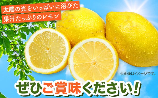 【ご家庭用訳あり】紀州 有田産 レモン 約 2.5kg 魚鶴商店《3月上旬-3月下旬頃出荷》和歌山県 日高町 柑橘 レモン れもん フルーツ 檸檬---wsh_uot237_3j3g_26_12000_25---