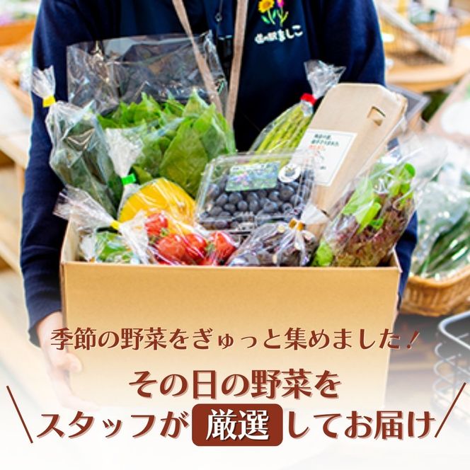 AA035 ＜12か月定期便＞旬の採れたてぜいたく野菜セット（卵付き）2人用　定期便 12カ月 野菜 やさい セット 旬 採れたて 卵 2人用 2人前 贅沢 ぜいたく 10個入り1パック