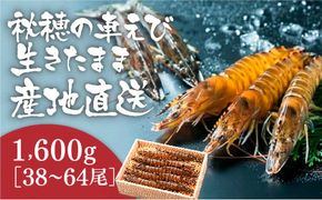 B030 活きあいおえび1600g（38～64尾）