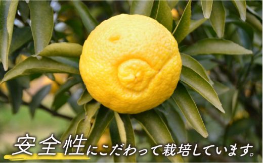 【2026年2月〜発送】【爽やか系 柑橘 春のみかん 】はるか 約4kg / みかん フルーツ 果物 / 南島原市 / 長崎県農産品流通合同会社 [SCB075]