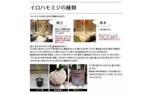 イロハモミジ（伊呂波紅葉）苗木 単木 樹高1.2m前後 ポット苗 シンボルツリー 落葉樹 植木 庭木