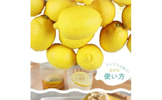【ご家庭用訳あり】 紀州有田産レモン 2.5kg【2025年3月上旬以降発送】【先行予約】【UT46】】XF91086