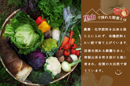 年間定期便48回 里山で採れた野菜セットラージ 16品 【有機野菜 おまかせ野菜セット イタリア野菜 西洋野菜 定期便】(H078112)