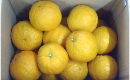 ［厳選］有田産のじゃばら果実約3kg   	BZ023