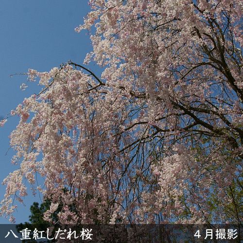 ＜すだ農園＞2年生 苗木◇サクラ(桜) 八重紅しだれ桜[地掘苗 2023年] ※2024年11月中旬～2025年4月下旬頃に順次発送予定 ※北海道・沖縄・離島への配送不可