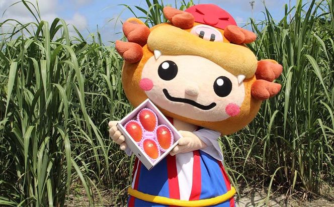 【先行受付】【2026年発送】JAおきなわの産直アップルマンゴー 約800g　2~4玉入り【ご家庭用・白箱】- 先行予約 沖縄 産地直送 南国フルーツ 旬の味覚 家庭用 オススメ 沖縄県 八重瀬町