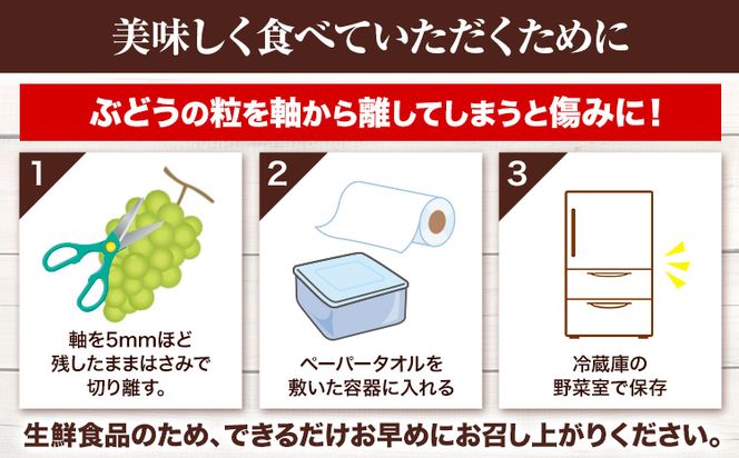 【先行予約】 岡山県産 無加温栽培 つる付き シャインマスカット 2房 (580g以上) 【配送不可地域あり】 《9月上旬-11月上旬頃に出荷予定》 岡山県 矢掛町 マスカット ぶどう 葡萄 果物---osy_chbf12_ad911_25_23000_2---