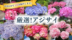 ≪先行予約≫アジサイ 【 おまかせ 1点 】【2025年4月上旬頃より発送開始】 植物 花 インテリア フラワー 紫陽花 お花 園芸 初夏 梅雨 ガーデニング [BG007us]