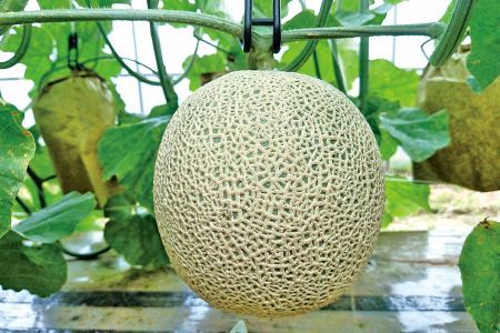 [先行予約/数量限定]京都丹後産 セリーヌメロン 1玉入り(2026年7月〜発送)