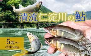 鮮度にこだわり！仁淀鮎★5尾～(冷凍500g) ★