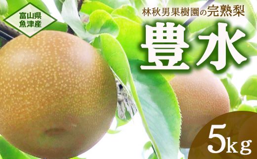【早期予約】魚津：林秋男果樹園の完熟梨「豊水」5のkg｜フルーツ なし 富山県魚津市　※2026年9月～発送