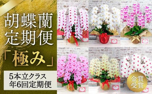 yRRszA007 Ӓցwɂ݁xi5{ăNXN6j