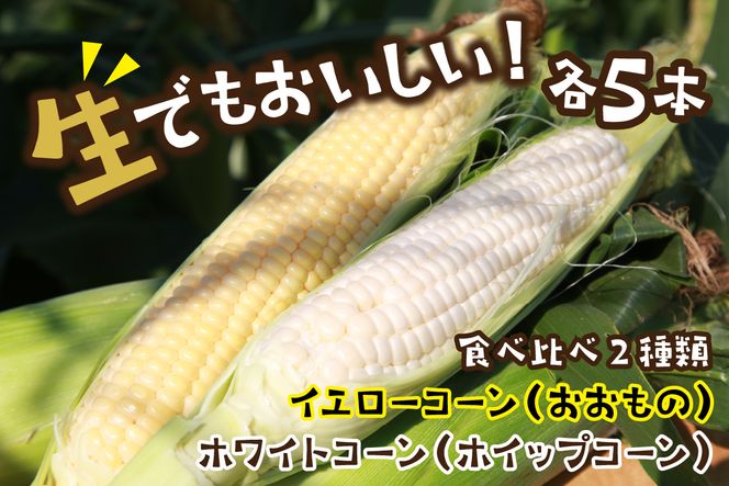 【先行予約／数量限定】フルーツトウモロコシ（ホワイトコーン＆イエローコーン計10本）食べ比べ京丹後セット　DE00017