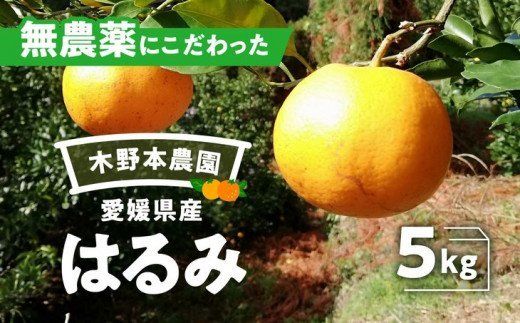 【栽培期間中農薬不使用】【先行受付】【数量限定】農園直送！愛媛県産 はるみ 5kg ｜ 柑橘 みかん ミカン 蜜柑 フルーツ 果物 ギフト 贈り物 栽培期間 無農薬 愛媛県産　※2025年1月上旬～2月下旬頃に順次発送予定