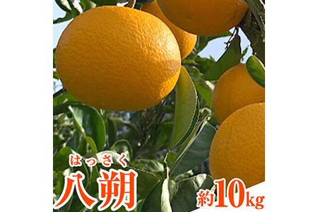 先行予約 和歌山県産 八朔(はっさく) 約10kg 前商店[2026年1月上旬-3月末頃出荷]産地直送 柑橘---wsk_mes15_1j3m_25_15500_10kg---