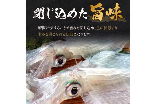 甘み絶大♪簡単♪すぐに食べられる／京丹後産『海の京都』の逸品！！　活白イカ姿造り（クリスタル白いか）超特大サイズ 1杯（500g前後）（2024年6月上旬～発送）　YK00163