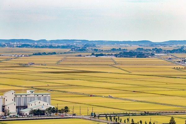 純米大吟醸「鯉川」・大吟醸「やまと桜」2本セット（1800ml×2本）