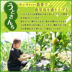 訳あり！数量限定！極甘！白いとうもろこし「雪やこんコーン」(12本) 国産 トウモロコシ 玉蜀黍 ホワイト コーン 野菜 糖度 夏 イネ科 数量限定 期間限定 訳アリ【うとさんち】a-13-37