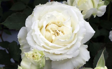 バラ鉢植え「ドレッシー」 SWBD003