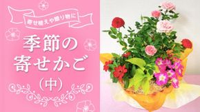 季節の寄せかご（中） 花 お花 フラワー 誕生日 プレゼント ギフト 贈り物 父の日 母の日 [AS01-NT]