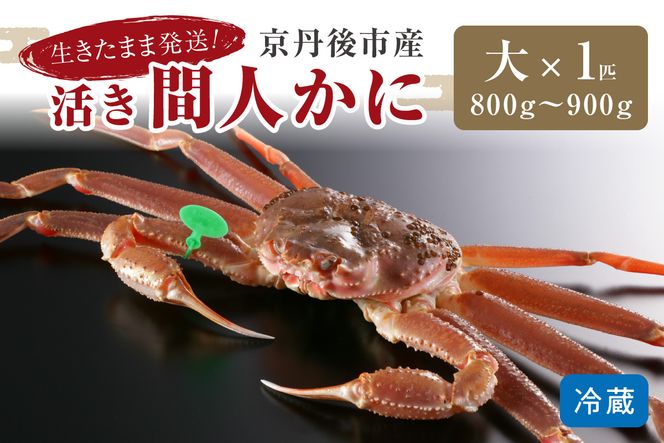 【12月発送】最高鮮度の生きたまま発送！京丹後市産活間人かに　800g～900g大サイズ/北畿水産　HK00176