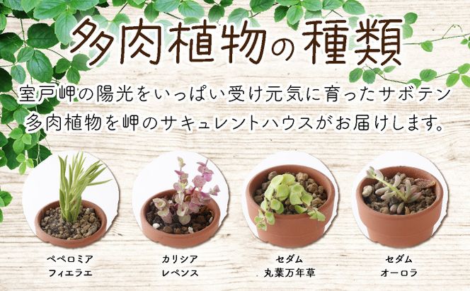 サボテン多肉植物の小苗アソートセットＷーＳ（棘なし） 寄せ植え説明 