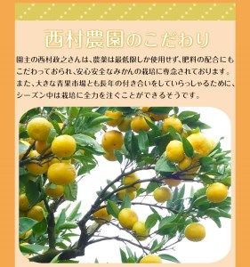 『西村農園』のみかん★約5kg(S-Lサイズ)《12月上旬-12月末頃出荷》 フルーツ 秋 旬★熊本県玉名郡玉東町 80年の老舗農家が作るジューシーみかん♪---sg_nishinmikan_p11_24_11500_5kg---