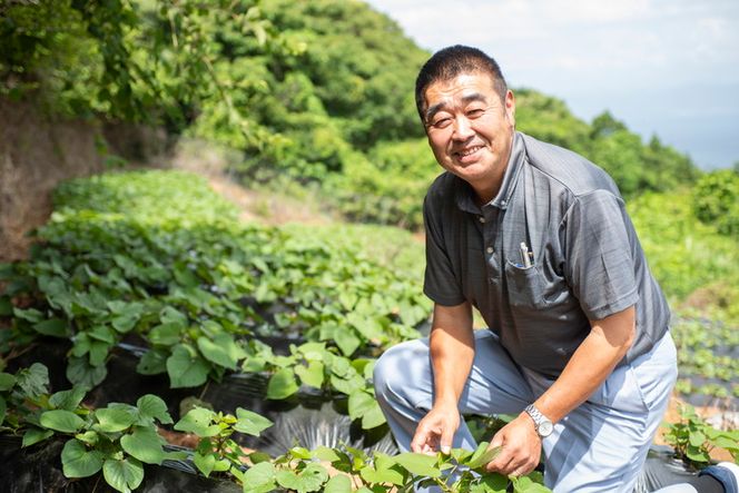 【先行予約】【数量限定】べにはるか 生芋（2.5kg）| 紅はるか さつまいも サツマイモ 産地直送　※2024年12月上旬～2025年4月下旬頃に順次発送予定