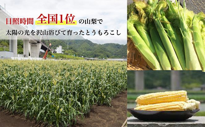 yRsszyӂ邳Ɣ[Łzy2026Ns\zRY OR[ 30{b̂ Ĕ qQt Â Y Ƃ낱 gERV  Yn yYt@[zFC004