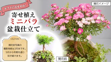 寄せ植え「ミニバラ盆栽仕立て」 ギフト 花[BN008ci]