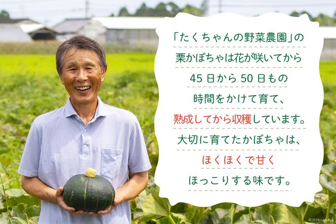 【期間限定発送】 野菜 栗カボチャ 2玉 [たくちゃんの野菜農園 宮崎県 日向市 452060909] かぼちゃ 南瓜 カボチャ 完熟 甘い ホクホク ほっこり133 ブラックのジョー 国産