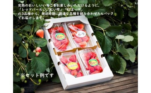 【2026年春収穫分】【先行受付】【品種お任せ】 いちご4パック｜レッドパール 紅い雫 紅ほっぺ かおり野 イチゴ 苺 フルーツ あかまつ農園　※2026年2月中旬～3月中旬頃に発送予定