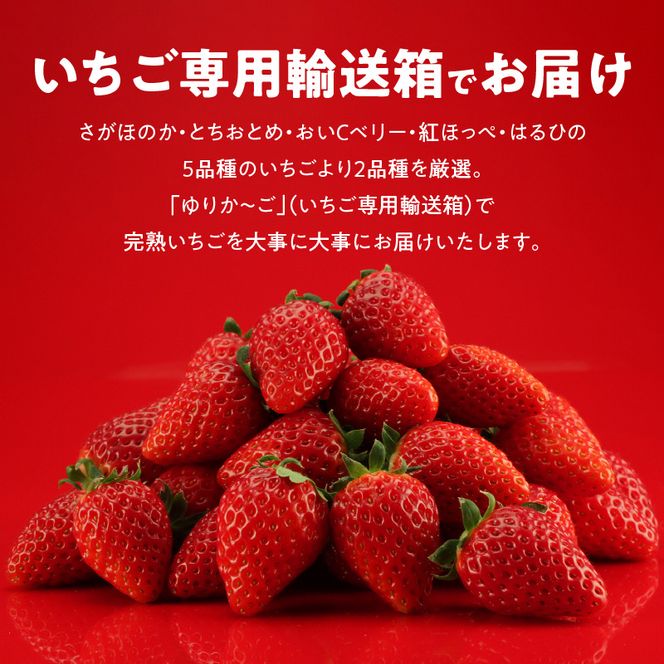 生いちご 厳選 2品種 食べ比べセット いちにのいちご園（1月から発送開始）2箱　N085-YB531