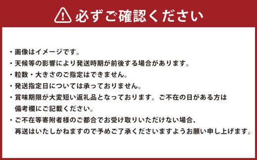 博多あまおう（冬） 約250g～270g×2パック 計約500g～540g【2024年12月上旬～2025年1月下旬発送予定】いちご 苺 イチゴ 果物 フルーツ