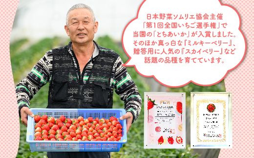 大満足4種食べ比べセット（とちおとめ、ミルキーベリー、とちあいか、スカイベリー）400g×2パック 800g｜先行予約 数量限定 栃木県 果物 くだもの フルーツ 苺 イチゴ ※2025年2月上旬～4月中旬頃に順次発送予定