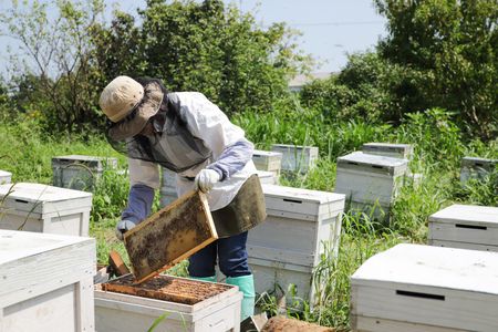 国産はちみつ(神埼産)百花蜜 450g×2 【贈り物 黄金色 自家製 疲労回復 美容 栄養 花の蜜 純粋 九州産】(H050116)